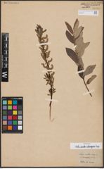 Foto von Salix aurita L. x Salix eleagnos Scop.